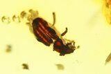 Polished Colombian Copal ( g) - Contains Termite and Beetle! #286902-1